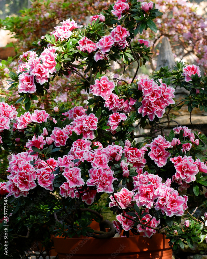 Pink Rhododendron flowers in garden. Huge Rhododendron bush with pink blossom. Beautiful blooming texture background.