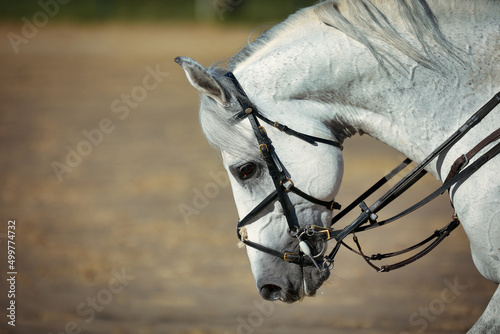 Jumping horse with bowed head on long reins with buckled double ring snaffle, head from the side.. photo