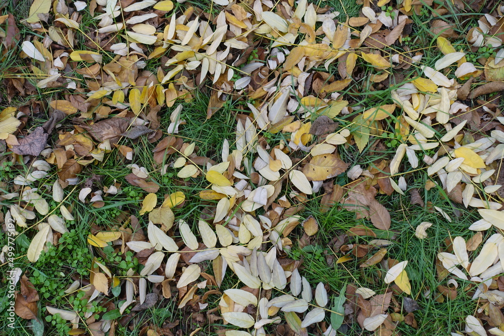 Grass covered with fallen leaves of Sophora japonica in mid November Grass covered with fallen leaves of Sophora japonica in mid November