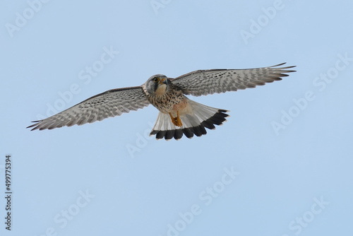 common kestrel in flight