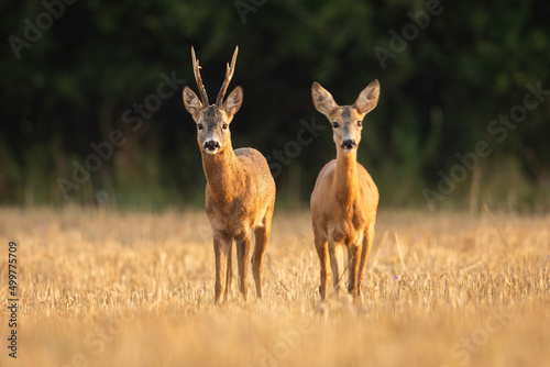 roe deer  capreolus capreolus  buck and doe in courtship on a stubble field from front view. Mammal with large antlers in mating season looking into camera.