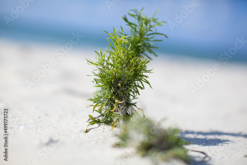 plant on beach