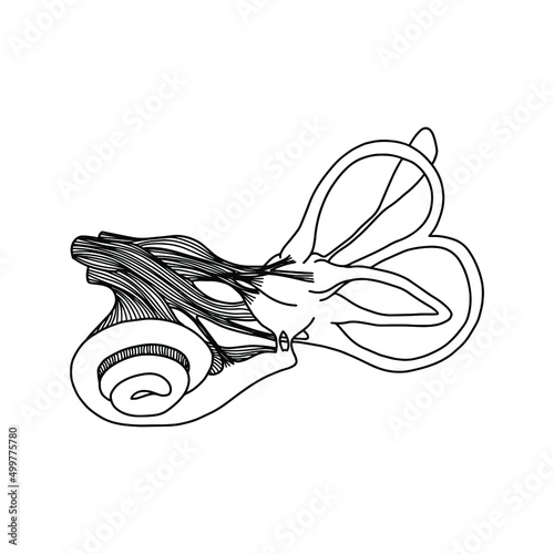 Human cochlea anatomy. The structure of the inner ear.