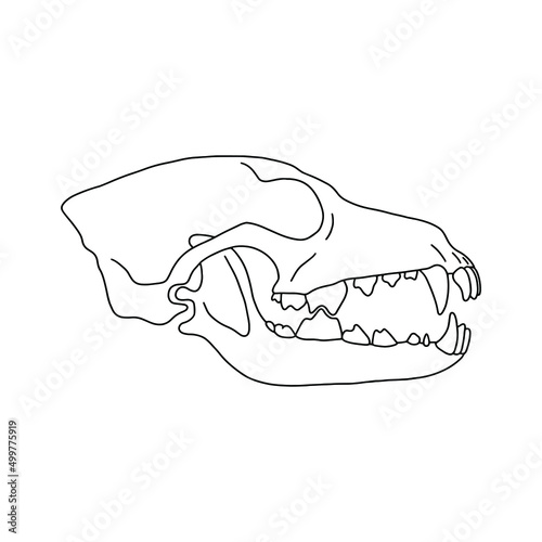 Predator skull. Animal anatomy vector, outline illustration.