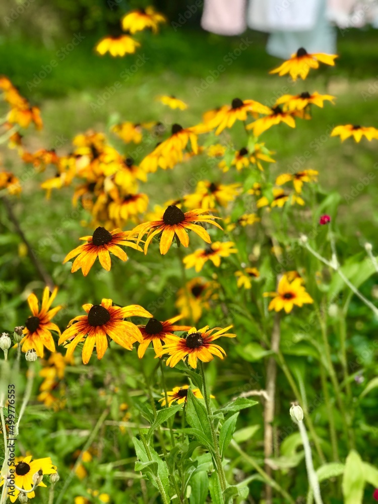 Fleur Fleur