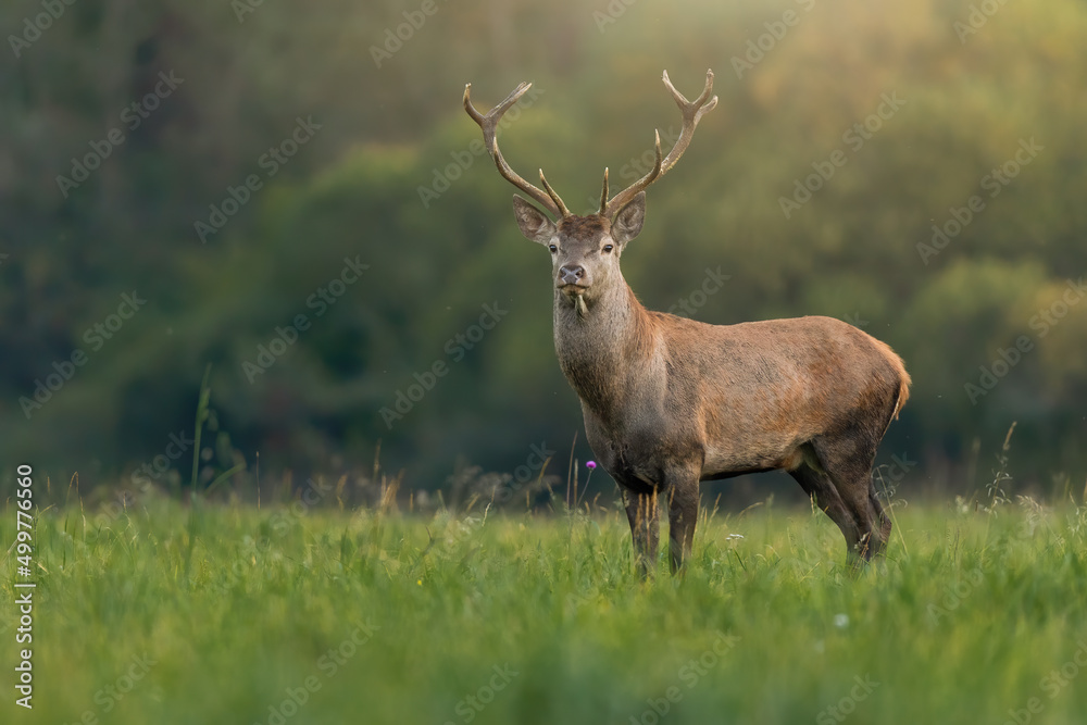 Young red deer, cervus elaphus, stag looking on a green meadow illuminated by morning sun. Shy mammal in colorful nature scenery. Animal wildlife on hay field with copy space.