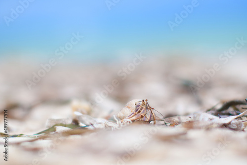hermit crab on the beach