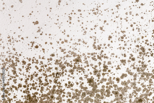 Ugly fungal mold spots growing on white room wall photo