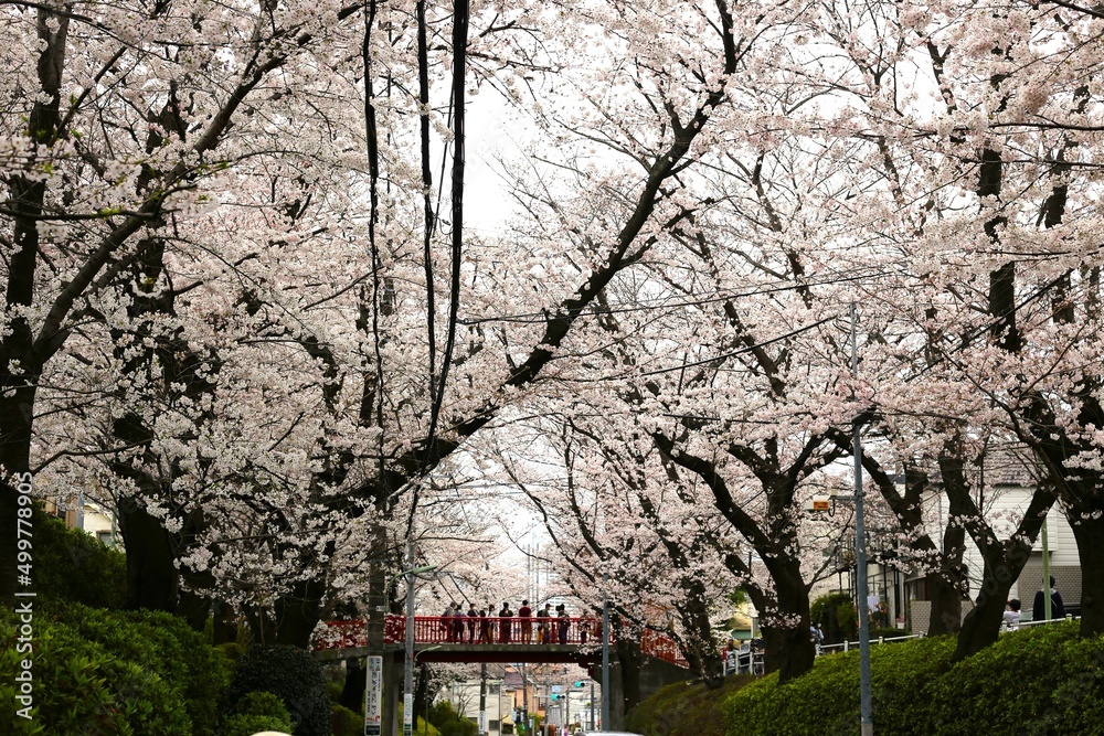 Fototapeta premium 桜