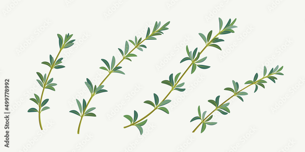 Set of thyme branch. Vector detailed illustration. Set of thyme branch. Vector detailed illustration.