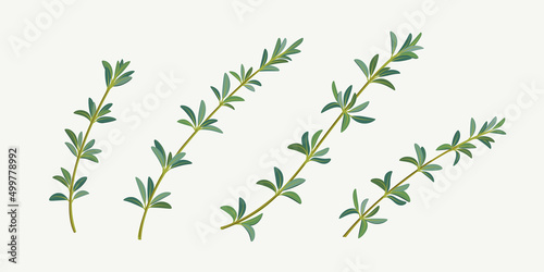 Set of thyme branch. Vector detailed illustration.