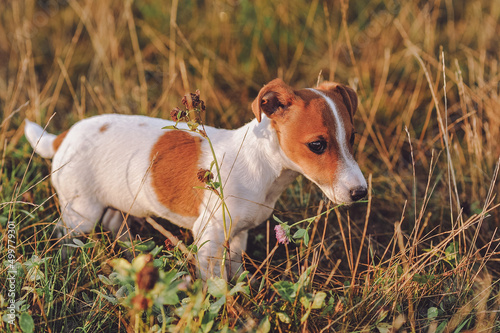 Portrait of purebred jack russell terrier puppy walking on the meadow. 6 month old dog