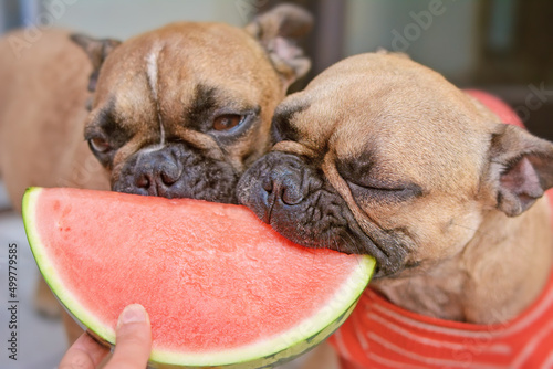 Photography French Bulldog dog being fed slices of fresh raw watermelon fruit