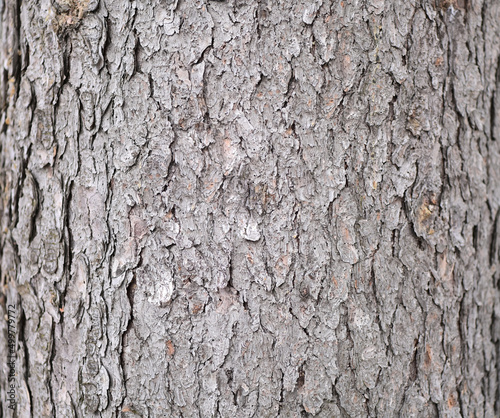 relief texture of the bark of the tree. tree bark background © Людмила Колядицкая