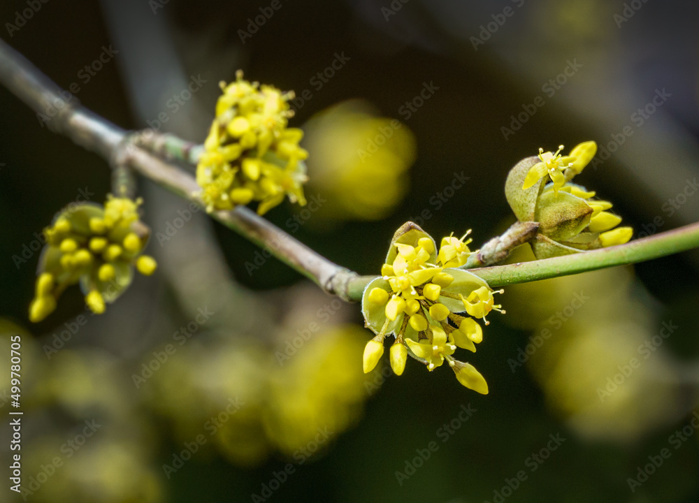 Lyric twig with yellow flowers on green blurred with bokeh background. Soft selective macro focus cornelian cherry blossom (Cornus mas, European cornel, dogwood) in early spring Lyric twig with yellow flowers on green blurred with bokeh background. Soft selective macro focus cornelian cherry blossom (Cornus mas, European cornel, dogwood) in early spring