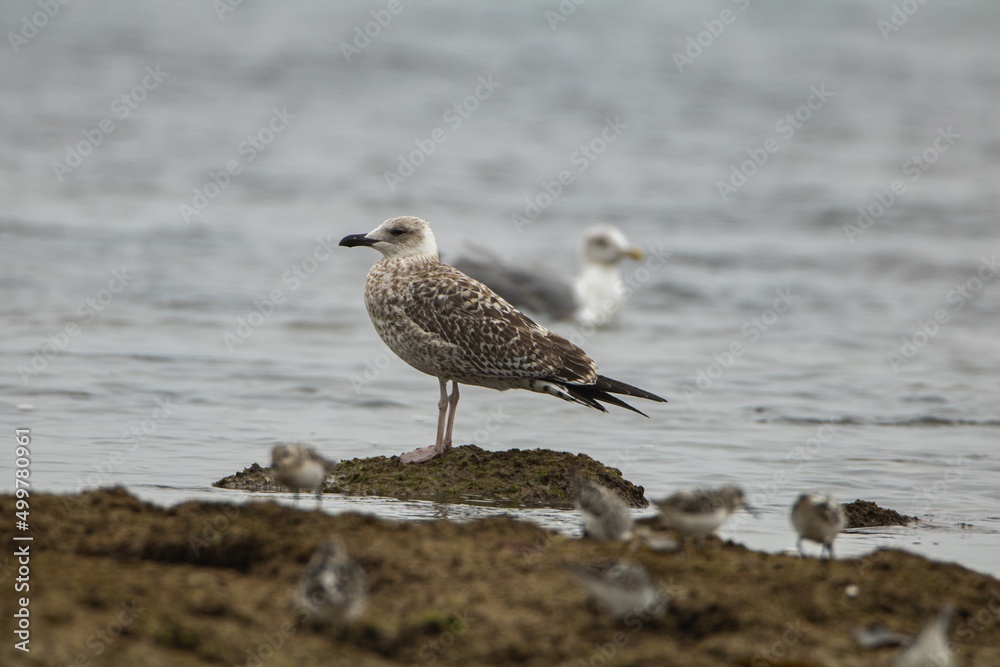 Seagull on a rock Seagull on a rock