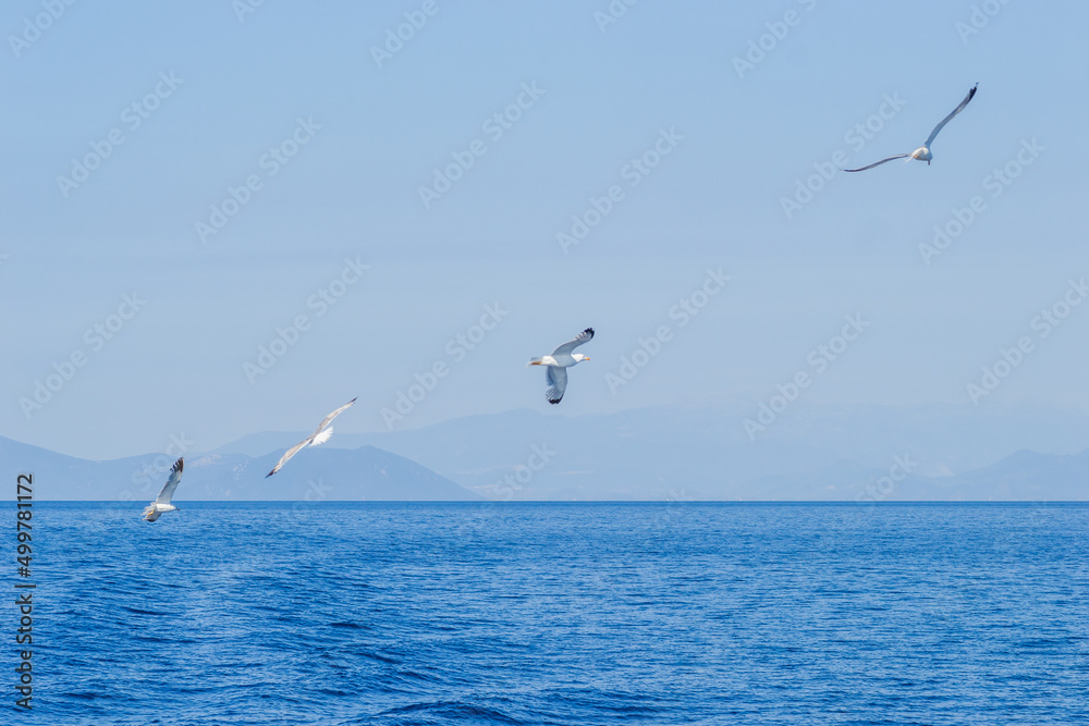 Fototapeta premium White seagulls fly in the blue sunny sky above the crystal blue sea.