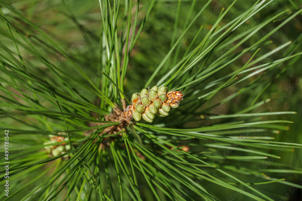 Young green pine male cones among the very long needles of Calabrian or Turkish Pine (Pinus brutia). Landscape for any spring wallpaper. Young green pine male cones among the very long needles of Calabrian or Turkish Pine (Pinus brutia). Landscape for any spring wallpaper.
