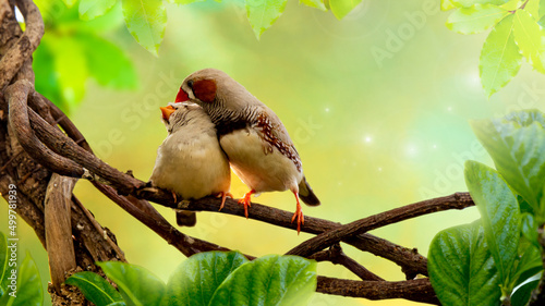 A couple of small finch birds on a branch in a bird nursery