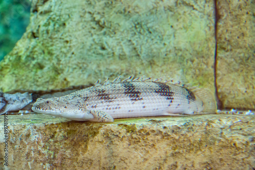 The saddled bichir (Polypterus endlicheri). The body is long and about as deep as it is wide. A serrated dorsal fin runs along most of the body until it meets the caudal fin. 