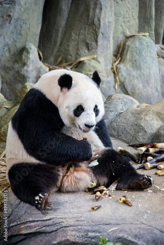 the panda The giant panda "JiaJia" (Ailuropoda melanoleuca) is eating bamboo shoot in River Safari Singapore. A bear native to south central China. is eating bamboo. 