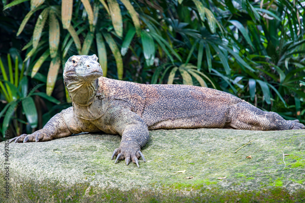 The Komodo dragon rests on the rock.
it is also known as the Komodo monitor, a species of lizard found in the Indonesian islands of Komodo, Rinca, Flores, and Gili Motang. The Komodo dragon rests on the rock.
it is also known as the Komodo monitor, a species of lizard found in the Indonesian islands of Komodo, Rinca, Flores, and Gili Motang.
