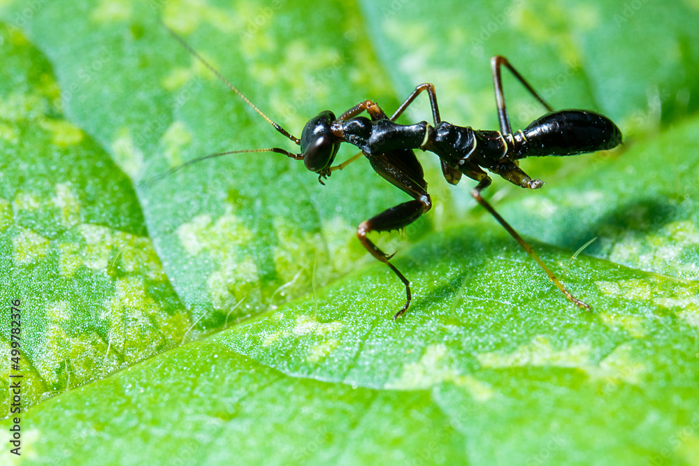 black praying mantis on the top of a green leaf black praying mantis on the top of a green leaf