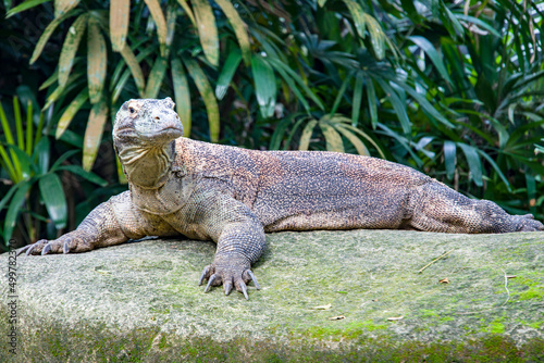 The Komodo dragon rests on the rock. it is also known as the Komodo monitor  a species of lizard found in the Indonesian islands of Komodo  Rinca  Flores  and Gili Motang.