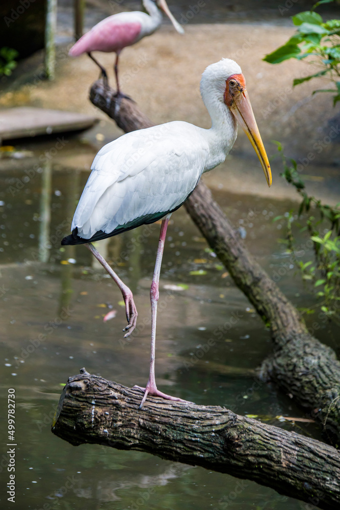 Naklejka premium The closeup image of Milky stork(Mycteria cinerea) A medium, almost completely white plumaged stork species found predominantly in coastal mangroves in parts of SEA.