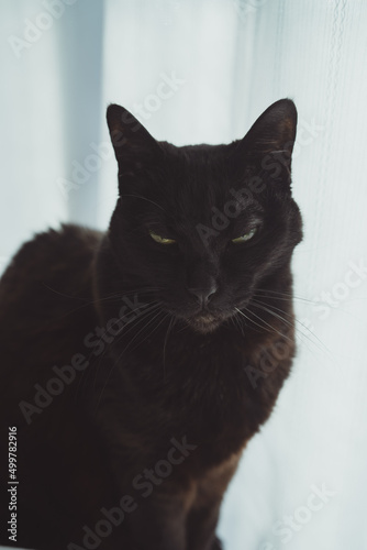 眠そうな 半目の黒猫