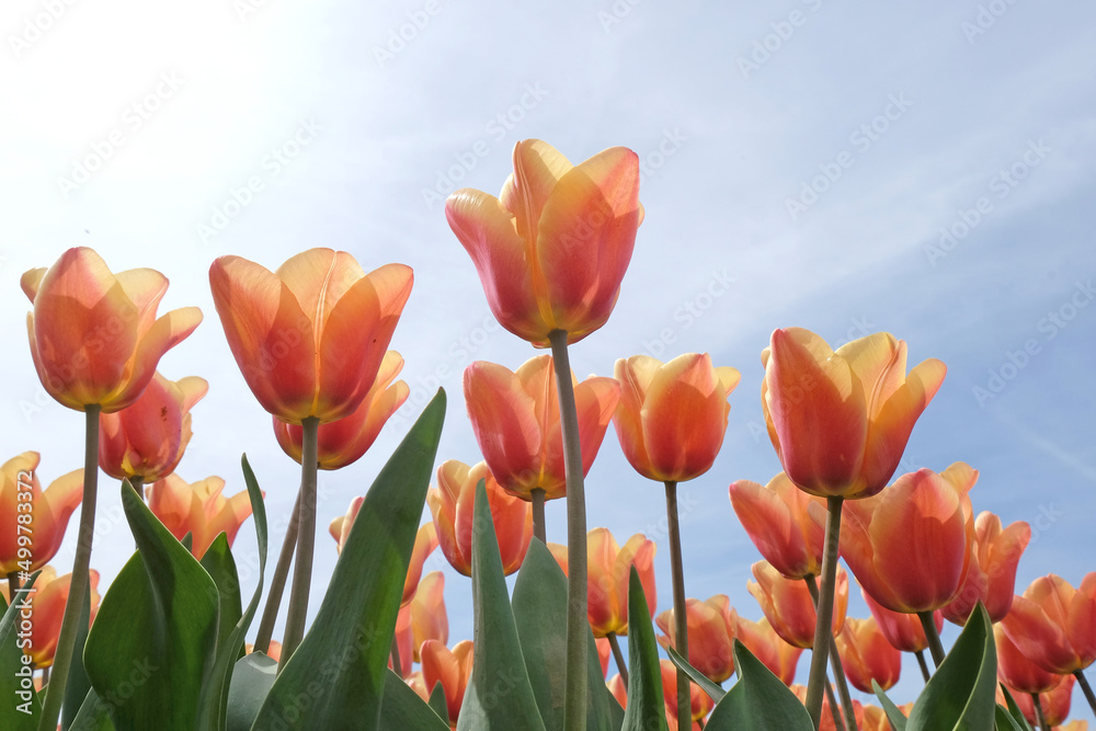 Tulip ÔApricot BeautyÕ in flower