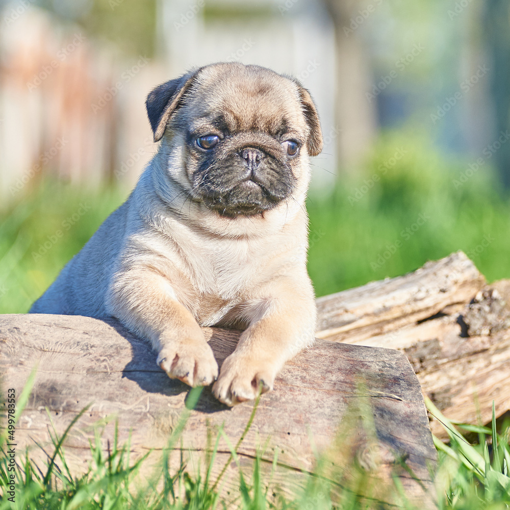 Little pug puppy sits in green grass, close-up Little pug puppy sits in green grass, close-up