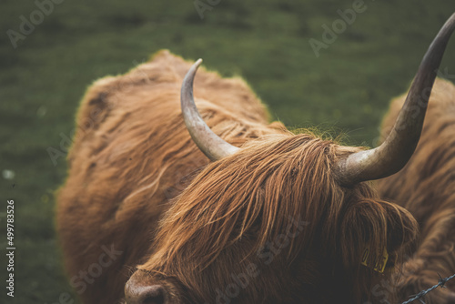 Shaggy highland cow in paddock © Nara