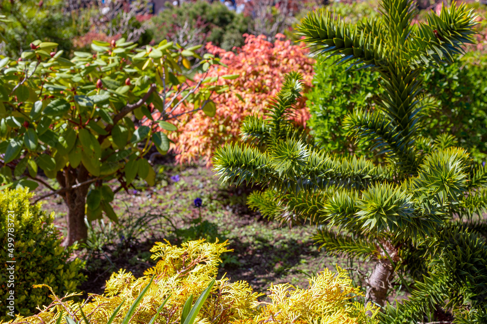 Decorative bonsai trees in the park Decorative bonsai trees in the park