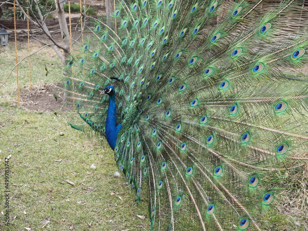 Obraz premium Peacock with a loose tail. Beautiful bird
