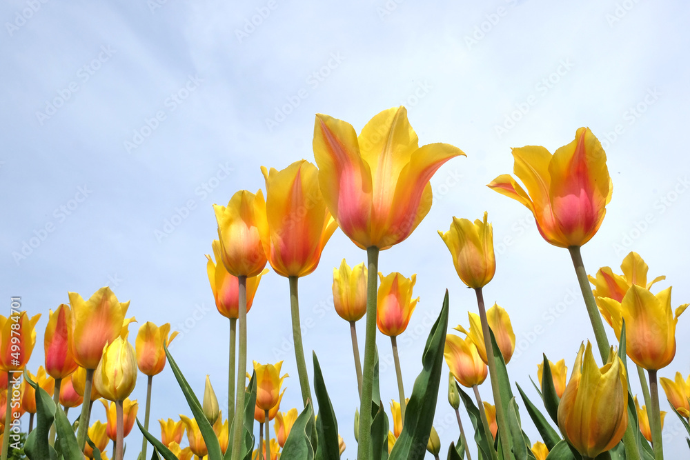 Tulip ÔEl NinoÕ in flower