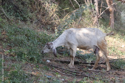 photo of white goat grazing grass in the field  India