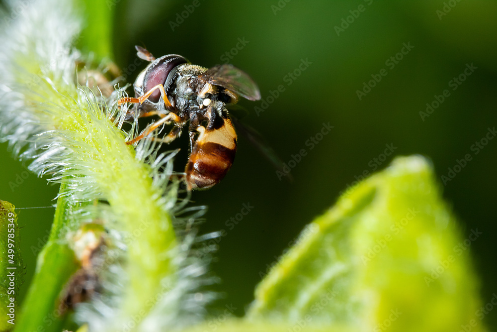Fototapeta premium an honey bee standing on the top of a hairy stalk
