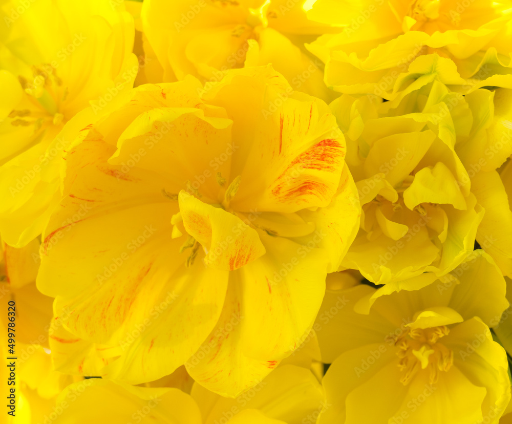 Background of yellow open tulips with green leaves, large format