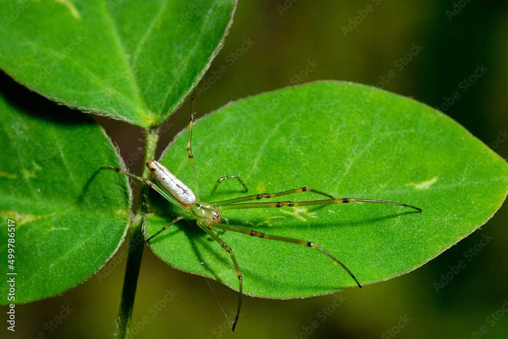 Long egged spider on the top of a green leaf Long egged spider on the top of a green leaf