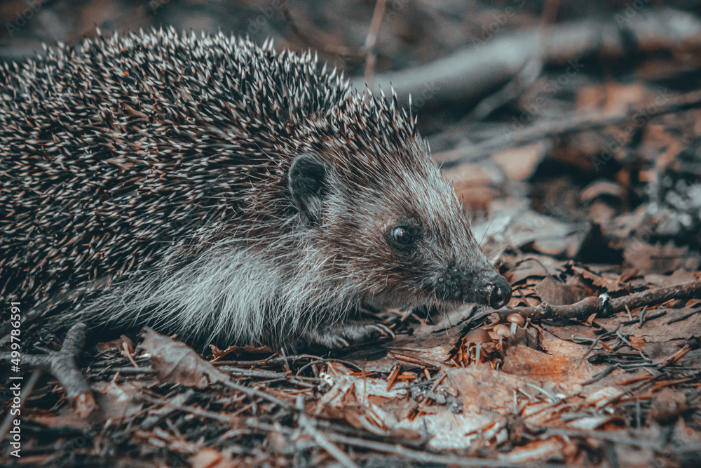 Fototapeta premium hedgehog in the forest