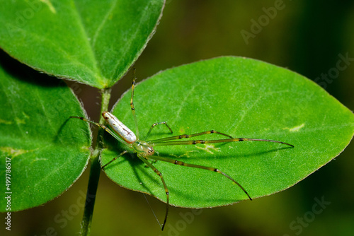 Long egged spider on the top of a green leaf