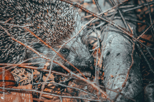 hedgehog in the forest