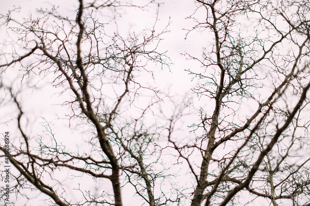 tree branches against blue sky