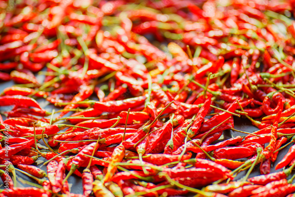 Natural dehydration of vegetables. Red pepper pods dry under the sun. Texture of red hot pepper