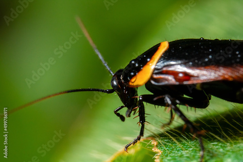 a black bug standing on top of a green leaf