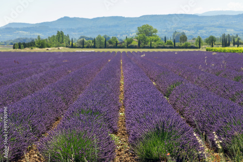 Slender long rows of purple young lavender gravel soil against backdrop of forest, mountains, summertime. Vaucluse, Provence, France
