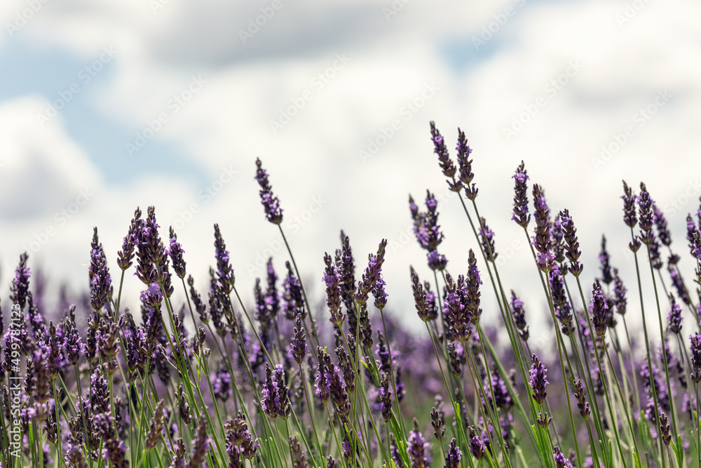 Naklejka premium Individual highest purple spikelets of lavender against the background of white clouds. Vaucluse, Provence, France (selective focus)
