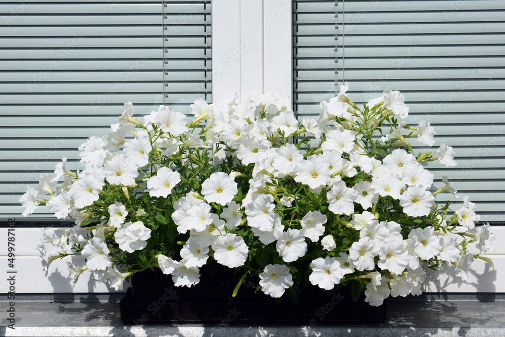 Beautifully blooming surfinias - overhanging petunias of pure white color in a flower box on a windowsill
