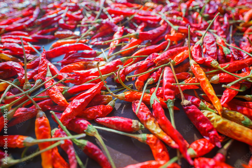 Texture of red hot pepper. Natural dehydration of vegetables. Red pepper pods dry under the sun Texture of red hot pepper. Natural dehydration of vegetables. Red pepper pods dry under the sun